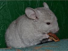 Шиншилла малышка Рамиата 2