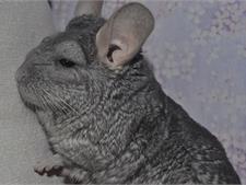 Шиншилла Лапочка
