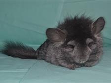 Ангорская Шиншилла Дакота 