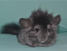 Ангорская Шиншилла Дакота 