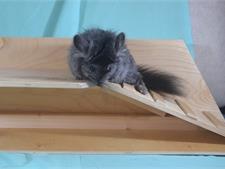 Ангорская Шиншилла Дакота 