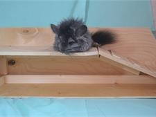 Ангорская Шиншилла Дакота 