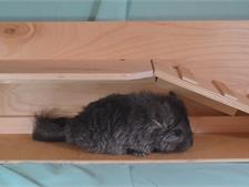 Ангорская Шиншилла Дакота 